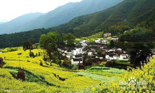 你一定不能錯過的看花好去處！油菜花篇