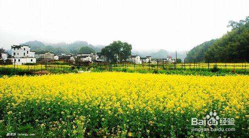 你一定不能錯過的看花好去處！油菜花篇