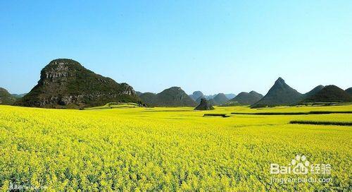 你一定不能錯過的看花好去處！油菜花篇