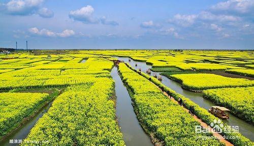 你一定不能錯過的看花好去處！油菜花篇