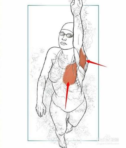 游泳相關肌肉鍛鍊：[3]圖解３