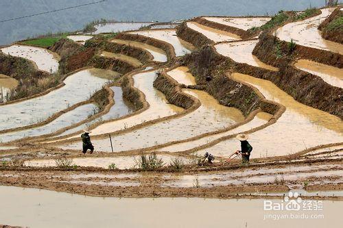 福建政和念山梯田行攝攻略