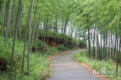 福建政和念山梯田行攝攻略