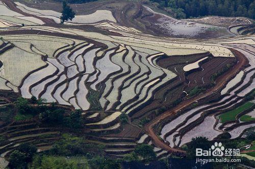 福建政和念山梯田行攝攻略