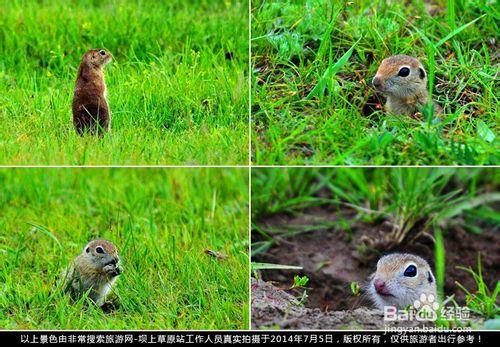 木蘭圍場自駕遊攻略