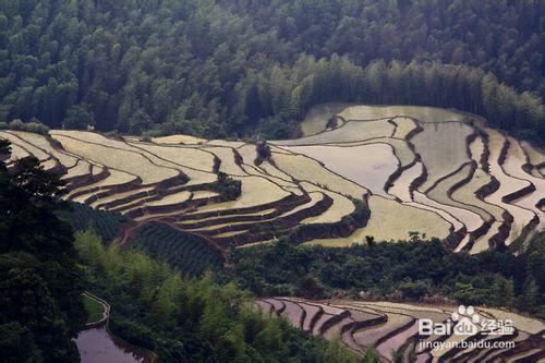 福建政和念山梯田行攝攻略