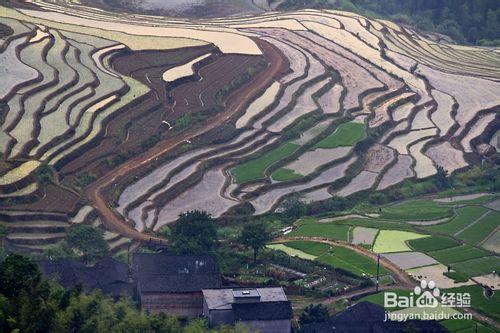 福建政和念山梯田行攝攻略