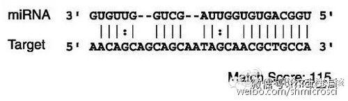 microRNA二代測序分析流程