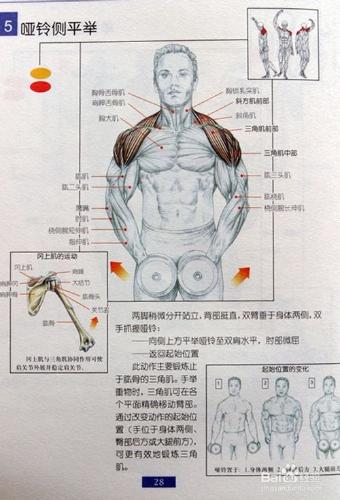 男士怎麼鍛鍊各部位的肌肉