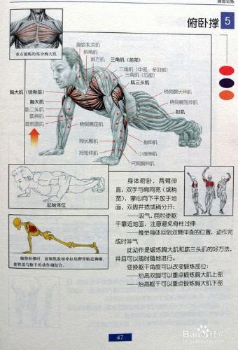 男士怎麼鍛鍊各部位的肌肉
