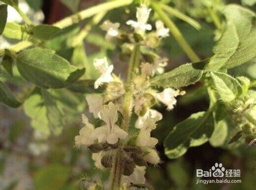 荊芥怎麼種-從播種到收穫全過程記錄