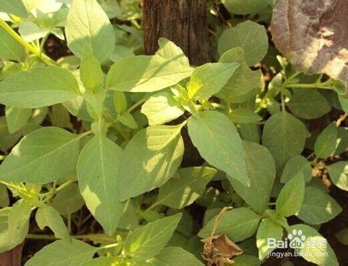 荊芥怎麼種-從播種到收穫全過程記錄