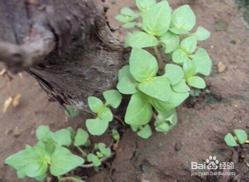 荊芥怎麼種-從播種到收穫全過程記錄