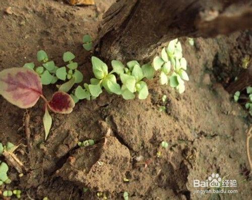 荊芥怎麼種-從播種到收穫全過程記錄