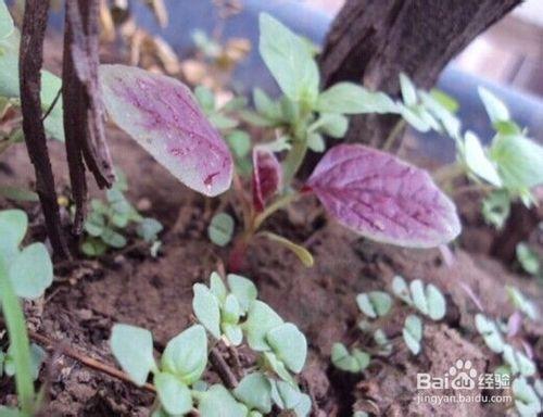 荊芥怎麼種-從播種到收穫全過程記錄