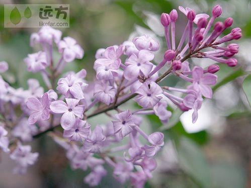 北京春季賞花攻略（春季去北京哪玩）