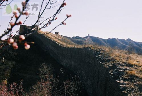 北京春季賞花攻略（春季去北京哪玩）