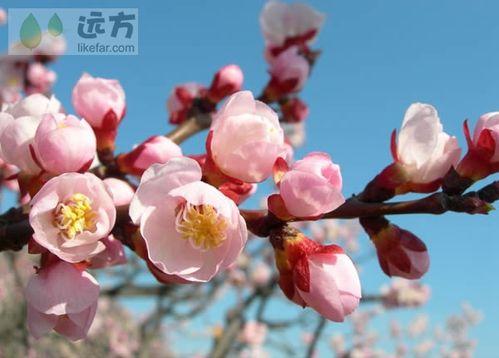 北京春季賞花攻略（春季去北京哪玩）