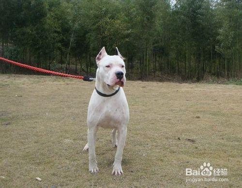 為什麼杜高犬會咬人