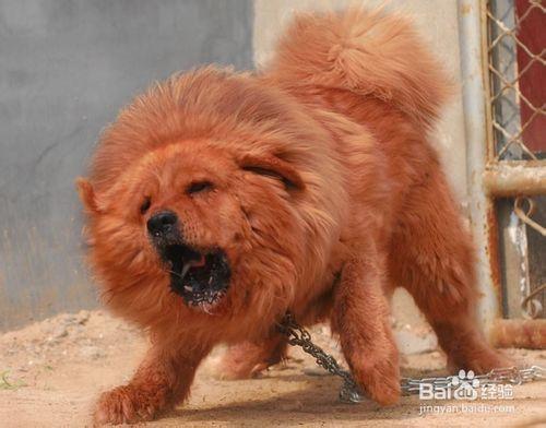 藏獒狗狗懷孕前後的六大注意事項