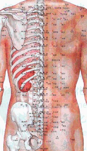 肥胖鍼灸療法：[2]腎陰不足型