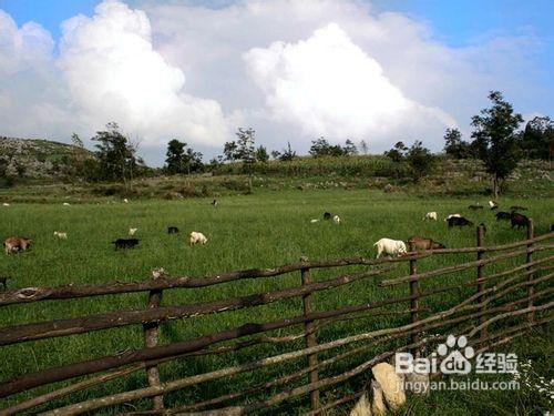 重慶去黃水千野草場大風堡精華二日遊