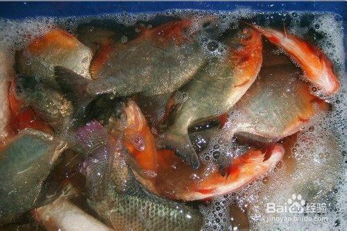 盤點國內市場上假冒深海魚油的常見原料來源