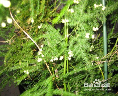 家庭花卉盆栽文竹的養護方法