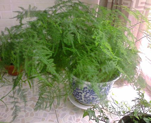 家庭花卉盆栽文竹的養護方法
