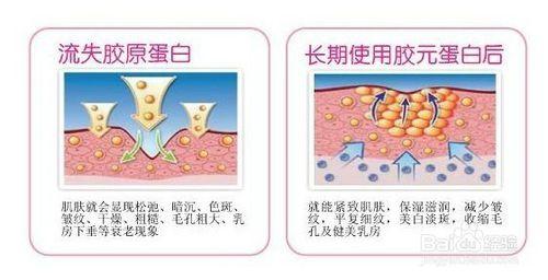 怎樣能很好地補充膠原蛋白