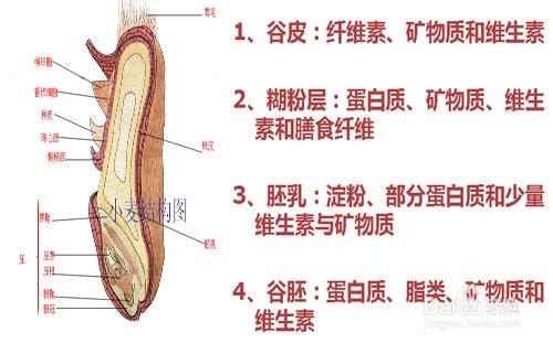 居民膳食為什麼要提倡“穀類為主”