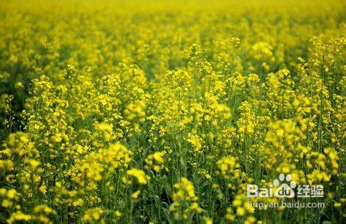 北京房山長溝京南水鄉賞油菜花攻略