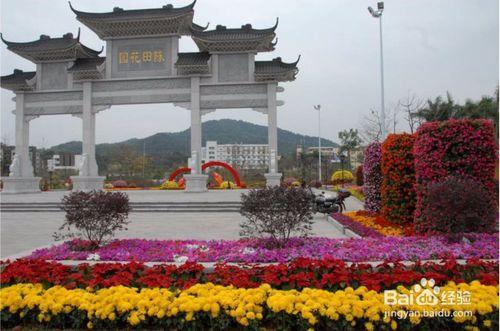 廣州市白雲區賞花景點推薦