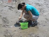 海灘上挖蛤蜊的方法