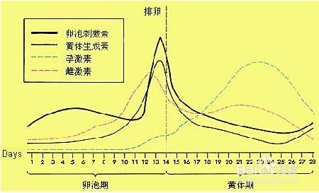 怎樣進行安全期計算？排卵期避孕方法