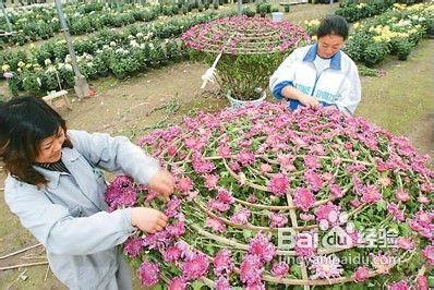 國內有哪些著名賞菊地