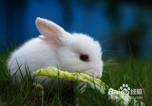 兔類常見病的中醫治療藥方