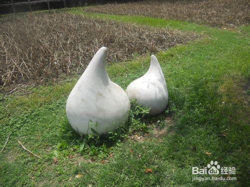 上海公園行：[6]上海鮮花港