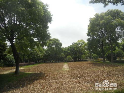 上海公園行：[6]上海鮮花港