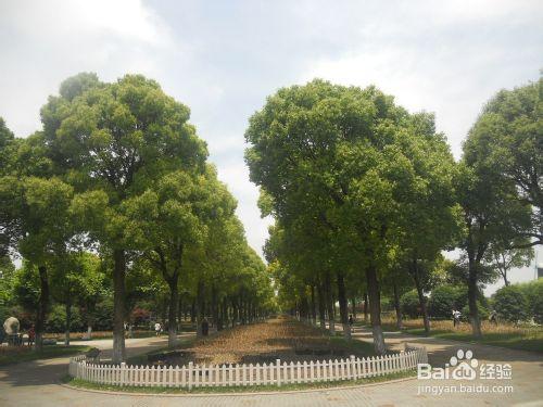 上海公園行：[6]上海鮮花港