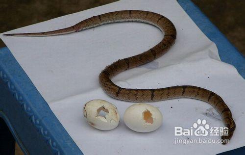 在戶外遇到了野獸該如何防範