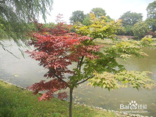 上海公園行：[6]上海鮮花港