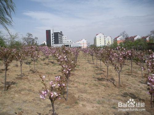 【新生指南】中北大學新生指南之中北四季