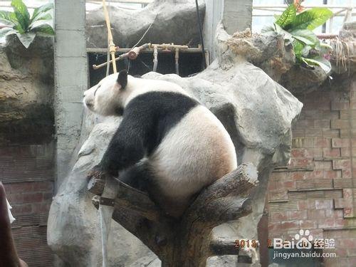旅遊攻略【六】北京動物園遊玩？