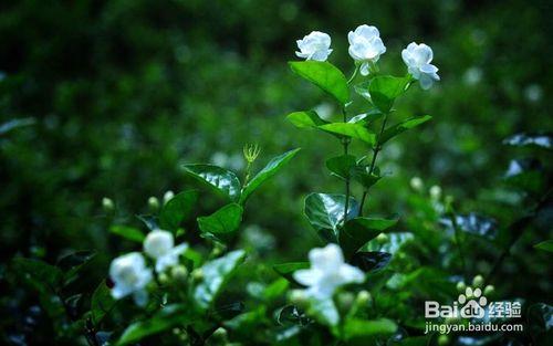 教你怎樣養殖茉莉