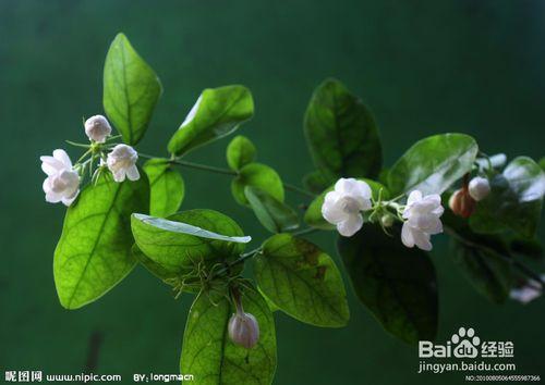 教你怎樣養殖茉莉