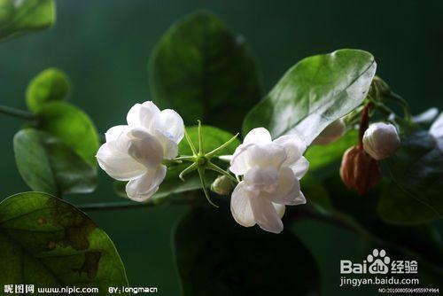 教你怎樣養殖茉莉