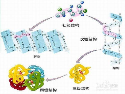 健腦知識—如何有效提高記憶力之飲食法