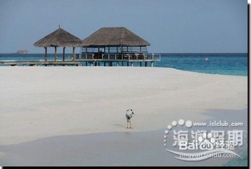 馬爾代夫雙島遊記