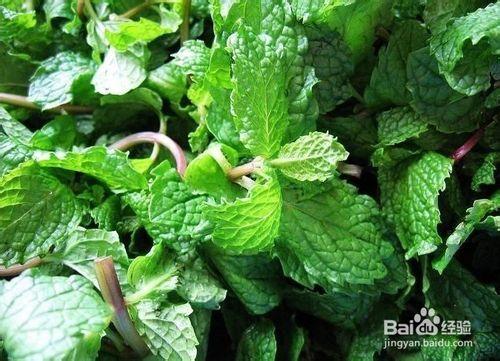 讓肌膚喝飽養分，綠茶水果打造綠色美容料理肌